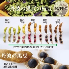 枝豆(黒豆) 250gで250円の画像