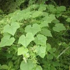 外来植物の根絶（駆除）にご協力下さい！