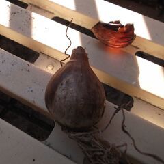 水仙の球根（２０～３０個）の画像