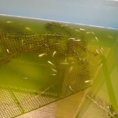 ミユキメダカ全匹の画像