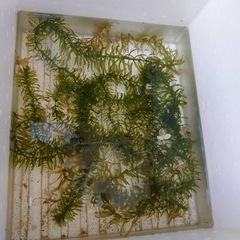 ミユキメダカ全匹の画像