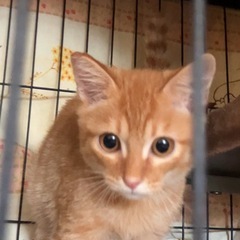 可愛い❤️抱っこ子猫達　♂♀