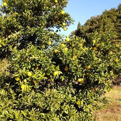 実生柚子（一年生）秋グミ1本付きの画像