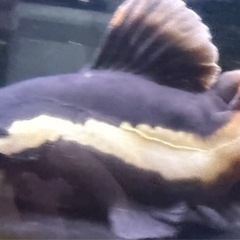 レッドテールキャット　ショートボディ熱帯魚の画像