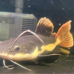 レッドテールキャット　ショートボディ熱帯魚の画像