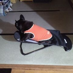 バウンサーの画像