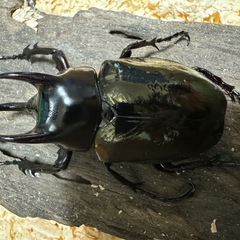 コーカサスオオカブト ♂単の画像