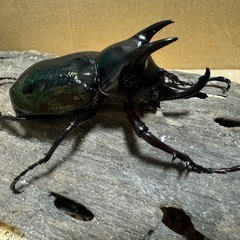 コーカサスオオカブト ♂単の画像