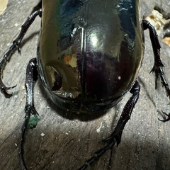 コーカサスオオカブト ♂単の画像