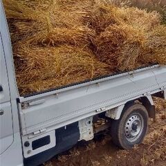 藁束　令和7年ハゼ掛けワラ束　15束軽トラ1台の画像
