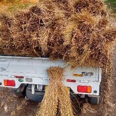 藁束　令和7年ハゼ掛けワラ束　15束軽トラ1台の画像