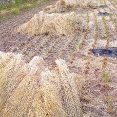 藁束　令和7年ハゼ掛けワラ束　15束軽トラ1台の画像