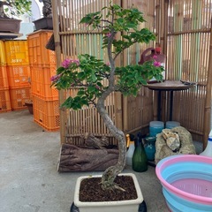 ブーゲンビリア　キャンドル　盆栽の画像