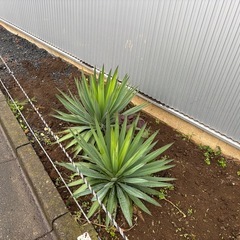 観葉植物 ユッカの画像