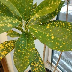 伸びすぎの木　見ようによってアートの画像