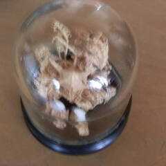 中国　装飾品　小さな風景　盆景の画像