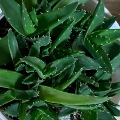 アロエ 不夜城　1鉢500円の画像