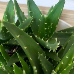 アロエ 不夜城　1鉢500円の画像