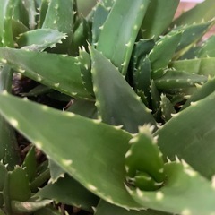 アロエ 不夜城　1鉢500円の画像