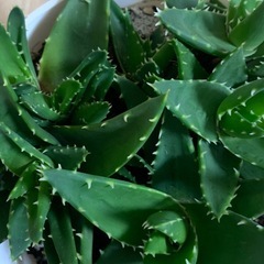 アロエ 不夜城　1鉢500円の画像