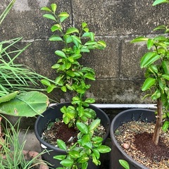 シークワーサー木の画像