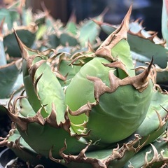 agave アガベ　シーザーの画像