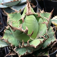 agave アガベ　シーザーの画像