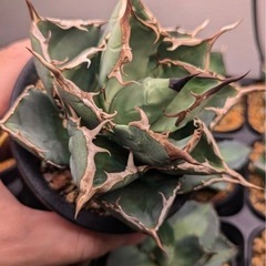 アガベ　オテロイ　イラン株の画像