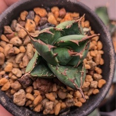 アガベ　オテロイ　イラン株の画像