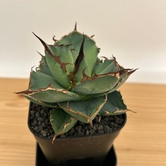 アガベ　オテロイ　イラン株の画像