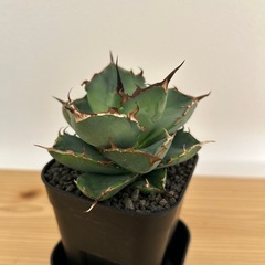 アガベ　オテロイ　イラン株の画像