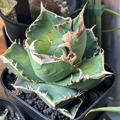 アガベ　子株セット（姫厳竜、SAD）の画像