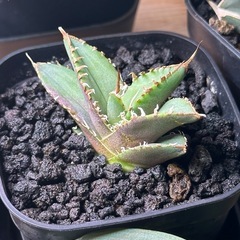 アガベ　子株セット（姫厳竜、SAD）の画像