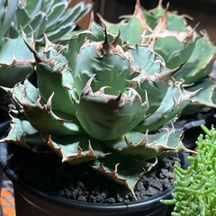 アガベ　子株セット（姫厳竜、SAD）の画像