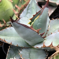 アガベ　実生　セット販売（オテロイ、ブルー）の画像