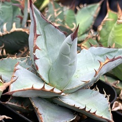 アガベ　実生　セット販売（オテロイ、ブルー）の画像