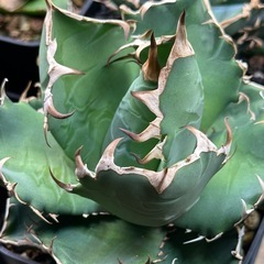 アガベ　実生　セット販売（オテロイ、ブルー）の画像