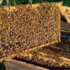 🍯【秋の百花蜜】果樹園のはちみつの画像