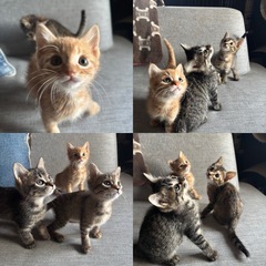 お母さんから捨てられた子猫3きょうだい。里親会参加します！