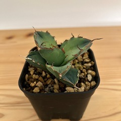 アガベ　チタノタ　ローズの画像