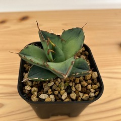 アガベ　チタノタ　ローズの画像