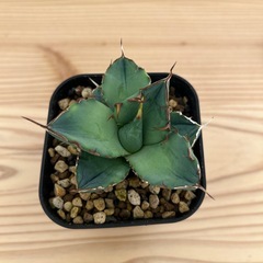 アガベ　チタノタ　ローズの画像