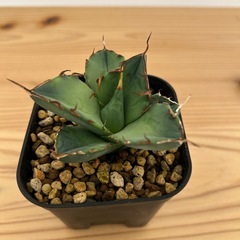 アガベ　チタノタ　ローズの画像