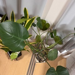 (取引中)観葉植物　モンステラ・サンスベリアの画像