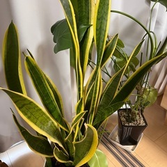 (取引中)観葉植物　モンステラ・サンスベリアの画像