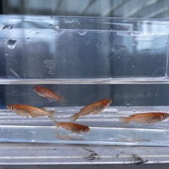 【最終値下げ】メダカ　紅華　8匹　若魚　未選別　めだか　ミジンコ　ゾウリムシ　⑥の画像