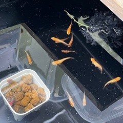 【最終値下げ】メダカ　紅華　8匹　若魚　未選別　めだか　ミジンコ　ゾウリムシ　⑥の画像