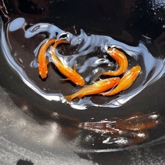 【最終値下げ】メダカ　紅華　8匹　若魚　未選別　めだか　ミジンコ　ゾウリムシ　⑥の画像