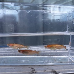 【最終値下げ】メダカ　紅華　8匹　若魚　未選別　めだか　ミジンコ　ゾウリムシ　⑥の画像