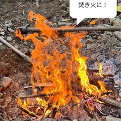 薪　針葉樹の画像